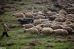 طرح-توجیهی-پرواربندی-100-راس-گوسفند