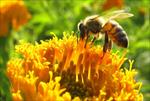 پرورش-کرم-ابریشم-و-زنبور-عسل
