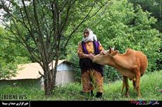 کشاورزی و دامپروری در ایران