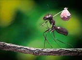 تحقیق مورچه ها