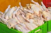 طرح کارآفرینی تولید گوشت مرغ