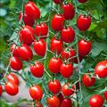 طرح کارآفرینی احداث گلخانه گوجه فرنگی
