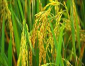 تحقیق ژنتیکی برنج