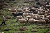 طرح توجیهی پرواربندی 100 راس گوسفند