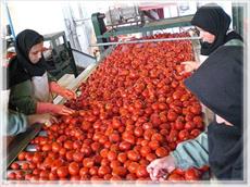 طرح کارافرینی تولید رب گوجه فرنگی