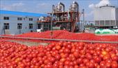 طرح کارآفرینی کارخانه رب گوجه