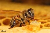 تحقیق کلیاتی در مورد تولید عسل