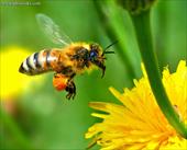 مقاله زنبور عسل