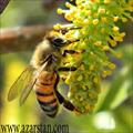 مقاله زنبوران عسل